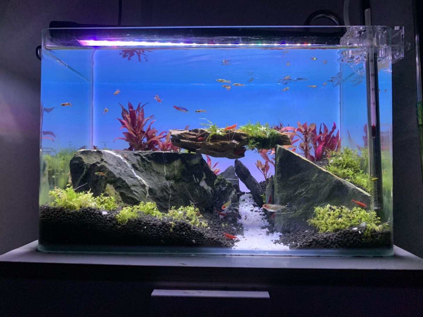 RGB Color Changing Aquarium Li - Aquarium Fish Background ulasan dan harga