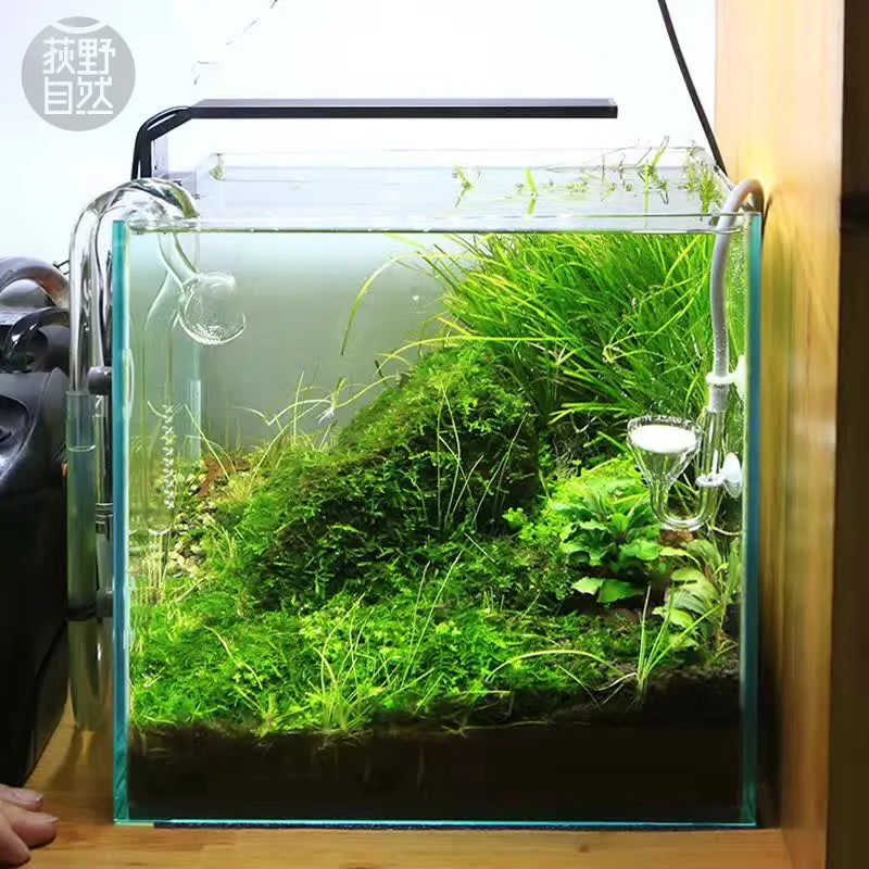 Chihiros C Series ADA Style Pl - Aquarium Fish Background ulasan dan harga