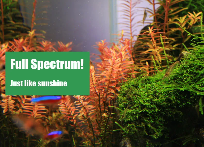 Chihiros C Series ADA Style Pl - Aquarium Fish Background ulasan dan harga