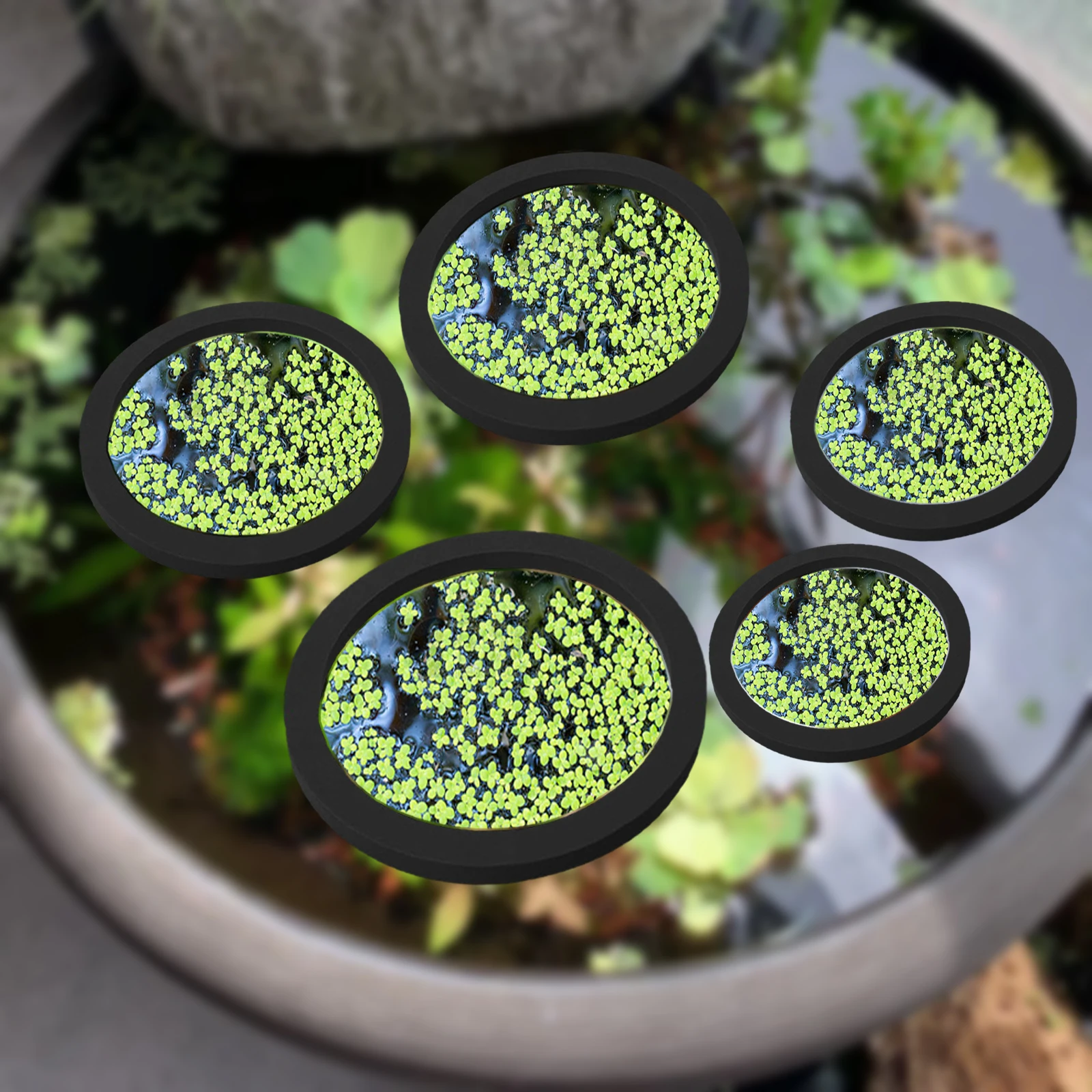 5Pcs EVA Fish Feeding Ring Aqu - Aquarium Fish Photography ulasan dan harga