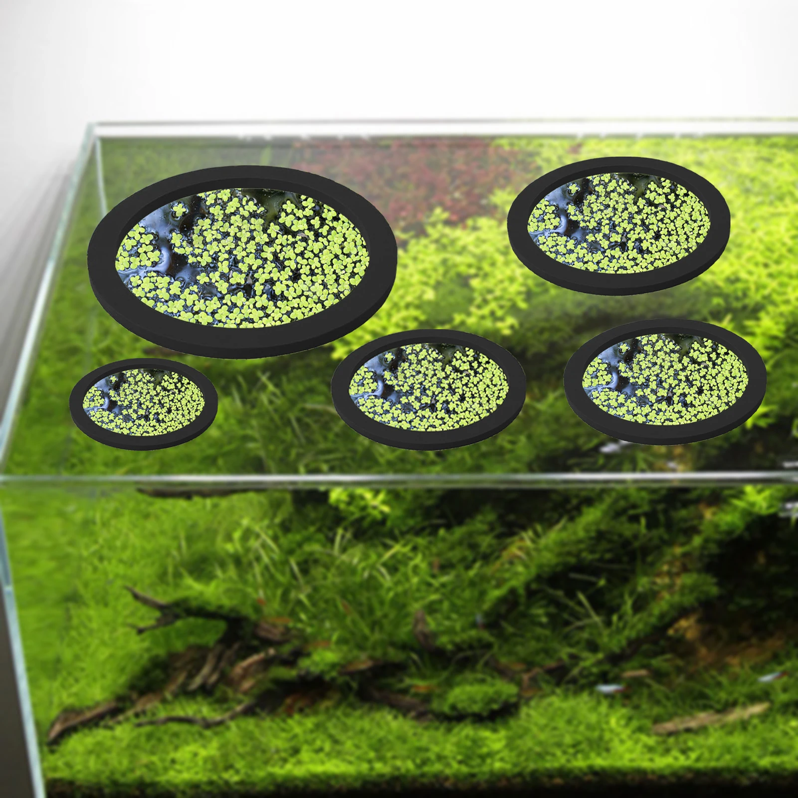 5Pcs EVA Fish Feeding Ring Aqu - Aquarium Fish Photography ulasan dan harga