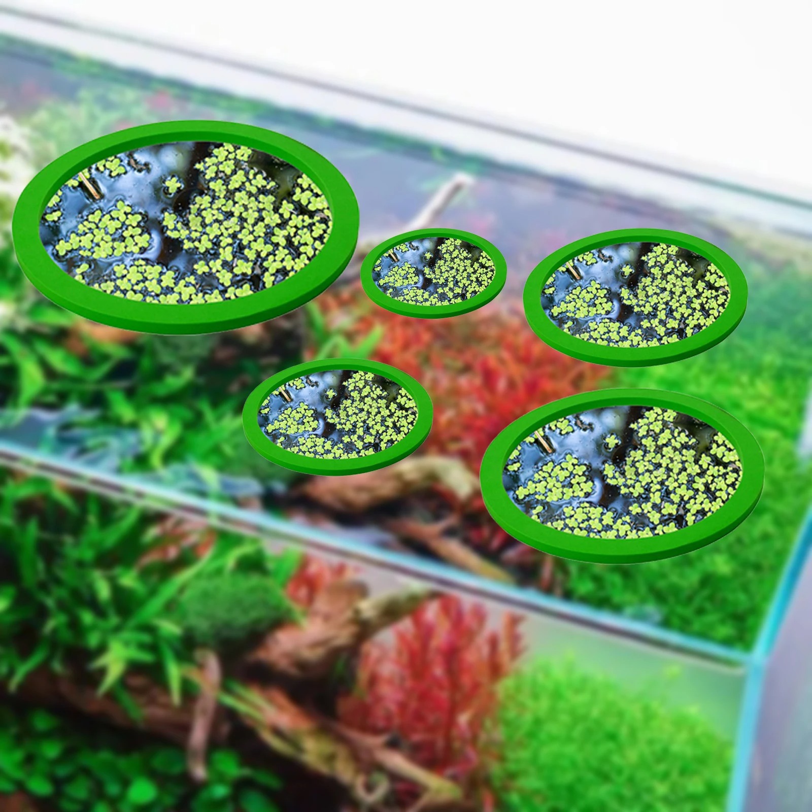 5Pcs EVA Fish Feeding Ring Aqu - Aquarium Fish Photography ulasan dan harga