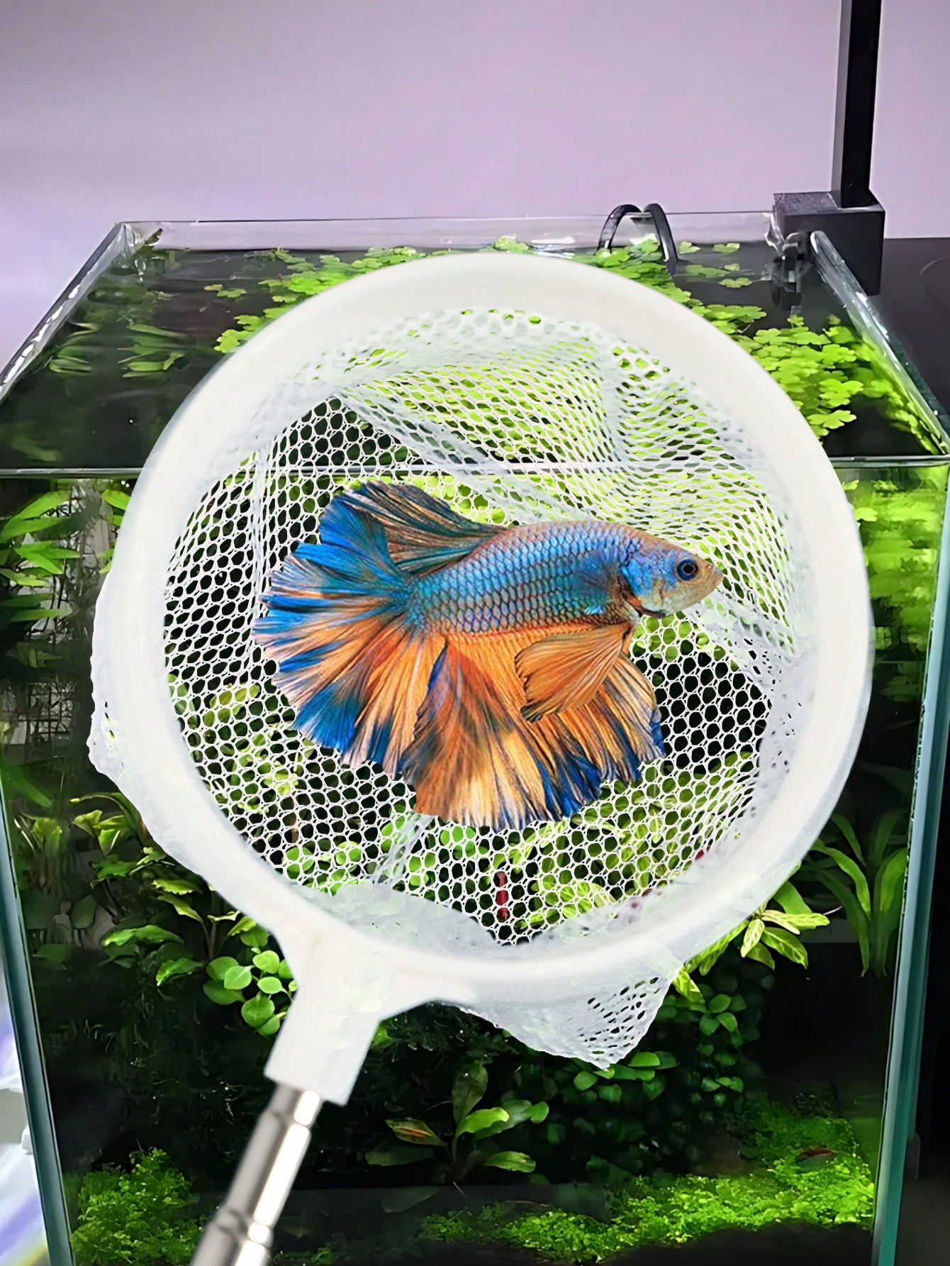 Aquarium Fish Net - a Retracta - Aquarium Fish Food ulasan dan harga