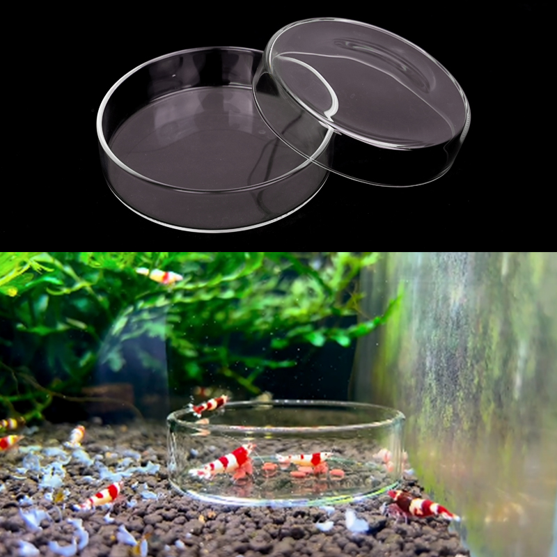 Shrimp Feeding Dish High Trans - Aquarium Fish Food ulasan dan harga
