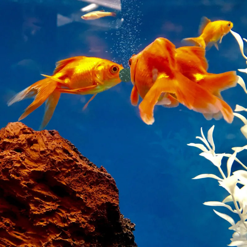 100-1500Pcs High-Purity Spirul - Aquarium Fish Food ulasan dan harga