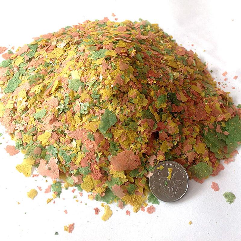 Ornamental Fish Thin Slice Foo - Aquarium Fish Angel ulasan dan harga
